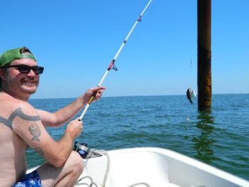 Small black seabass were caught recently near some structure in the Pamlico Sound. Local bartender Steven Truitt took advantage of a recent day off to go boating with a few friends.